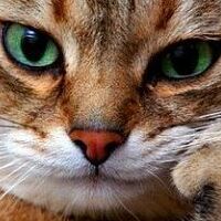 Аватара пользователя