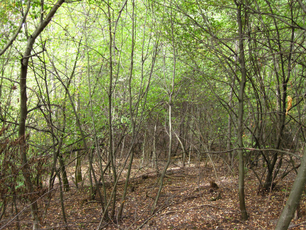 Овраг под Красным.JPG