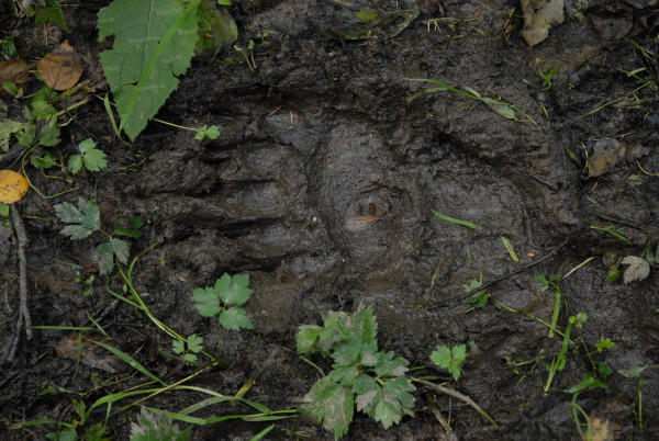 Самого медведя мы, по счастью, не встретили.JPG