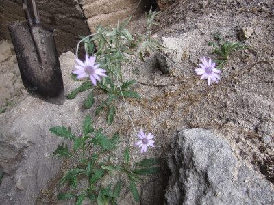 А на камнях, в память о погибших, растут цветы....JPG