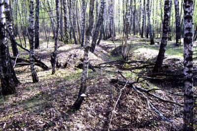 Стрелковые позиции, поросшие молодым лесом..jpg