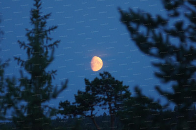 6.Лунная ночь в тайге....JPG