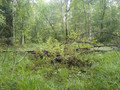 Фото 1. Первоначальный вид места падения.jpg